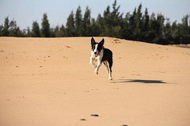 《战锤40K：星际战士2》已开发完毕 开始送厂压盘